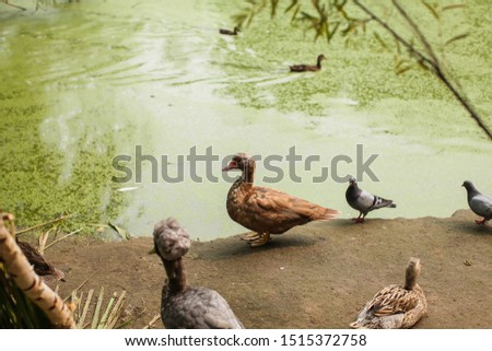 Wild life image with brown ducks and pigeons on shore of green pond in selective focus