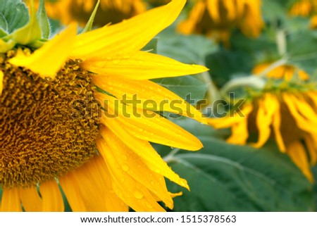 CLOSE UP  OF SUNFLOWERS, DURING SUMMER SEASON IN PROVENCE -FRANCE
