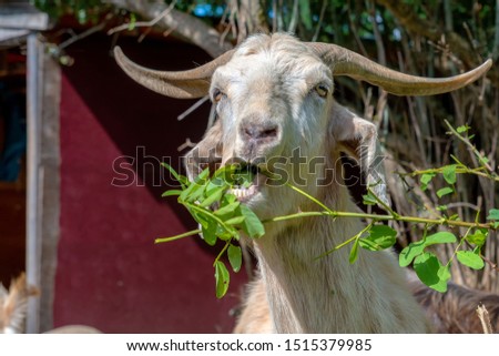 A goat chewing leaves off a branch. His mouth is open and you can see leaves in his mouth. Horns sweep back from his head. Red barn outside depth of field in background.