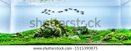 close up image of underwater landscape nature style aquarium tank with a variety of aquatic plants inside. Royalty-Free Stock Photo #1515390875