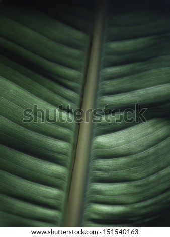 Closeup of a leaf showing it's leaf veins.
