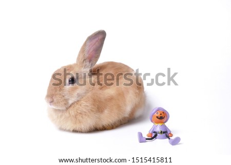 Jack o' Lantern, pumpkin decoration for halloween party and a cute brown bunny sitting nearby. Objects on white background.