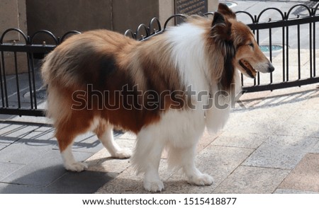 Lassie nice Furry dog with golden pelt  