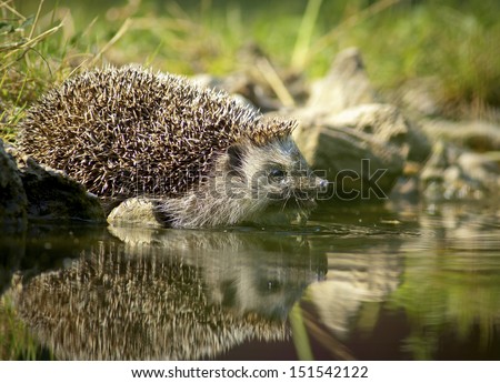 Thirsty european hedgehog