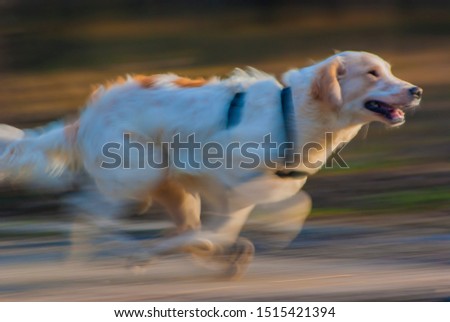 Adorable running dog in sun linghts, motion blur