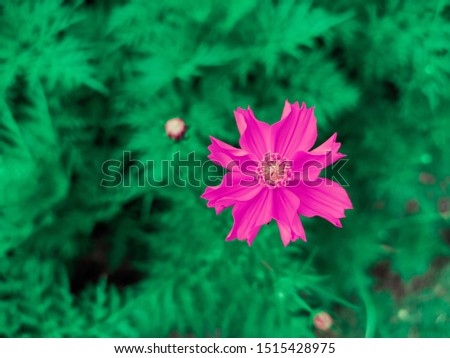 Close up Mexican Aster or Orange flower, Beautiful flowers bloom in the garden, nature background.