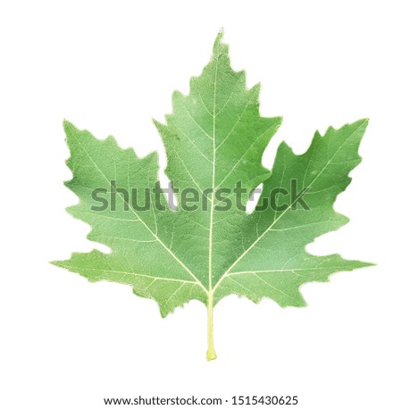 green plane tree leaf isolated for natural background
