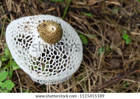 White Dictyophora indusiata (Dictyophora indusiata) is growing in the forest