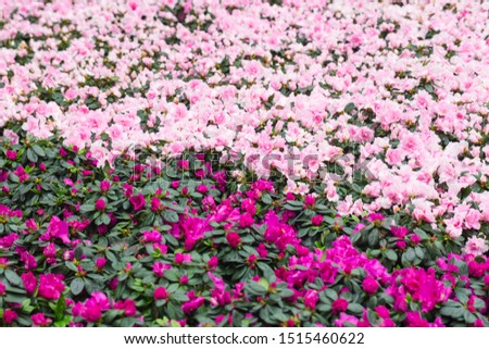 purple and pink beautiful flower background at the garden 
