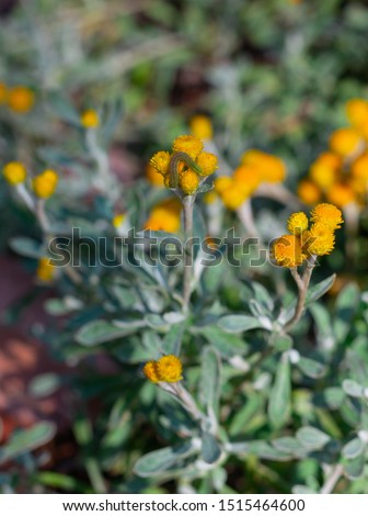 Australian Chrysocephalum apiculatum ‘Desert Flame' flower featuring curled up green grub on one of the vibrant yellow blooms. Summer/spring botanical garden photography Royalty-Free Stock Photo #1515464600