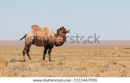 Bactrian camel (Camelus bactrianus) in Kazakhstan Royalty-Free Stock Photo #1515467090
