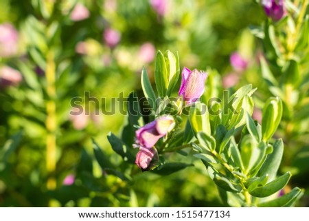 closeup of pink dew flowers