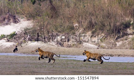  Two young Wild Tigers running in riverside in Nepal, Specie Panthera tigris,Bardia national park  Royalty-Free Stock Photo #151547894