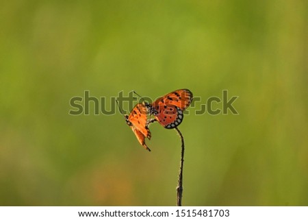 Orange butterflies interact with each other.