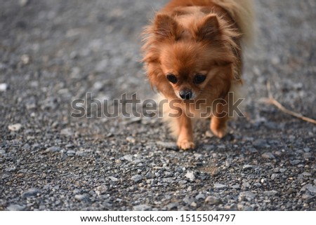 Chihuahua Dog walk in sunlight