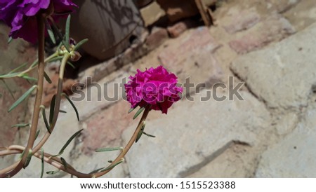 Little pink colour flower hd images.