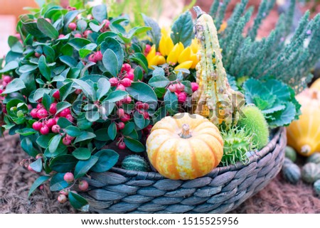 autumn still life in the basket