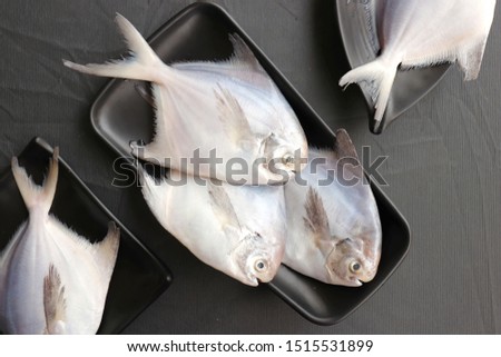 White Pomfret fish placed on a set of black plates along with fresh green coriander. with copy space