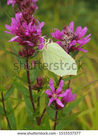 green butterfly on a flower