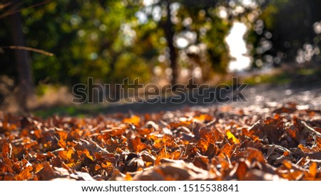 Leaves during Autumn on the ground