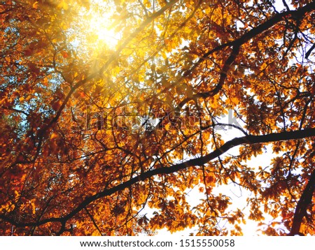autumn background forest with oak red yellow leaves  