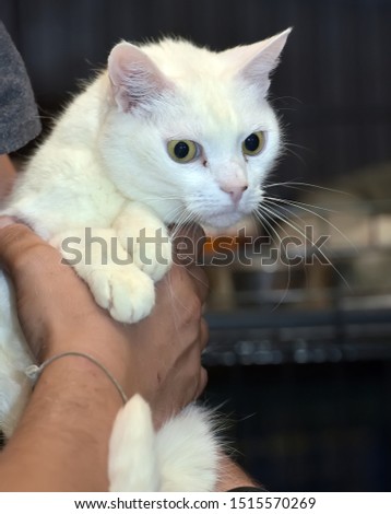 white cat in the hands of the shelter