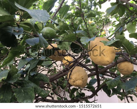 Lemon plant with fruits of two different vintages: on the old lemons branches at the same time as the new green lemons.