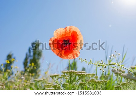 red poppy in green grass and blue sky above it