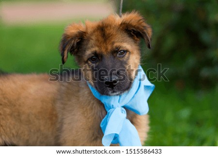 brown puppy  in a blue shawl on his neck on a green lawn