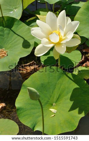 White Lotus flowers in a pond 