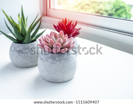 Concrete pots minimal style. Pink, red and green succulent plants in modern round concrete planters on wooden table near the window glass with sun light.