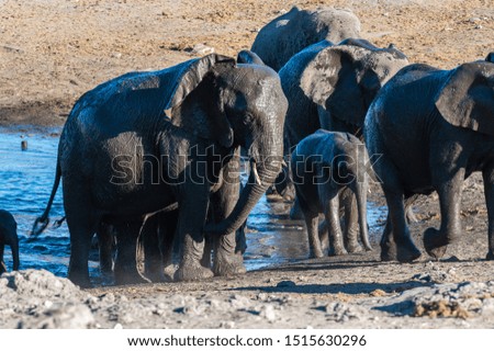 A herd of African Elephants -Loxodonta Africana- bathing in a waterhole in Etosha National Park, Namibia.