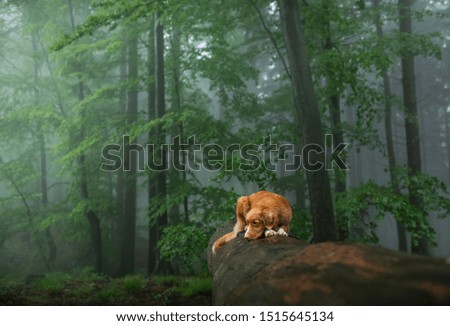 dog in a foggy forest. Walk with your pet. Nova Scotia Duck Tolling Retriever in nature, toller