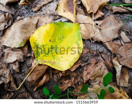 yellow leaves of an apricot tree on dry ground, autumn leaf fall
