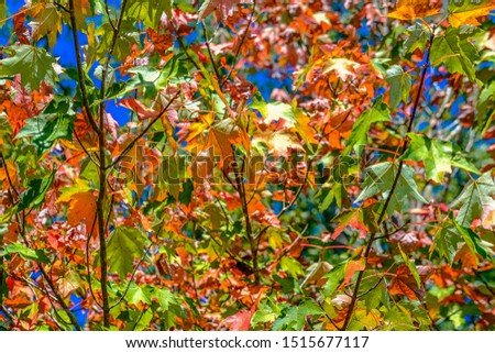 Green Orange and Red Maple Leaves in Fall against Blue Sky