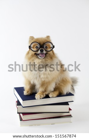 Pomeranian sitting on top of textbooks with glasses
