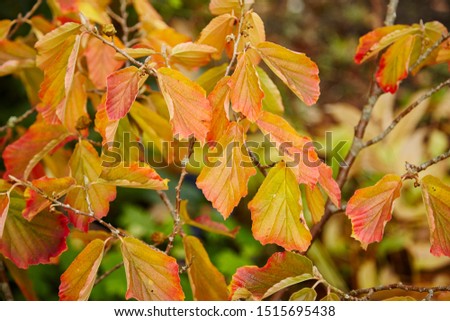Colorful autumn leaves on a Witch Hazel,in a garden.