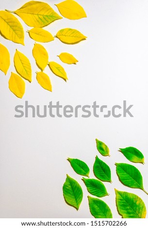 On a white background lies yellow and green foliage. Insulating photo. Pictures for design.