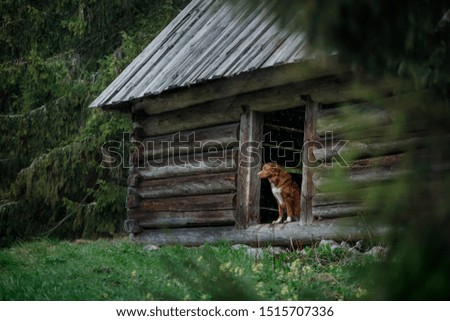 dog hiding from the rain in a wooden house. Nova Scotia Duck Tolling Retriever for a walk in the forest at bad weather