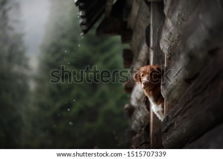 dog hiding from the rain in a wooden house. Nova Scotia Duck Tolling Retriever for a walk in the forest at bad weather