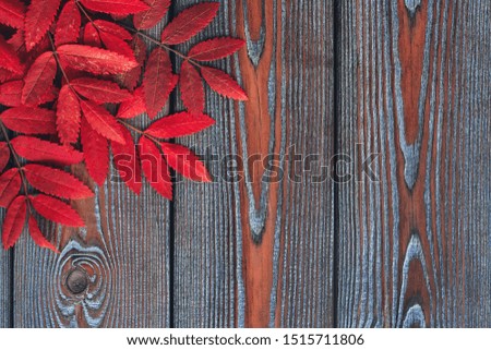 Autumn leaves on the wooden background. Vibrant fall colors.