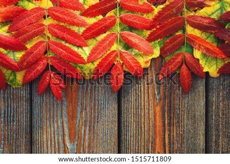Autumn leaves on the wooden background. Vibrant fall colors. 