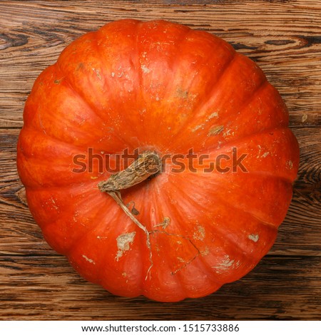 Large whole organic pumpkin. Healthy and tasty vegetable. Harvest from the garden. Symbol of Thanksgiving and Halloween. Selective focus, square picture and top view