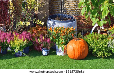 Beautiful autumn composition of pumpkins, lots of colorful heather, peppers and other plants in one garden center in Prague, Czech Republic