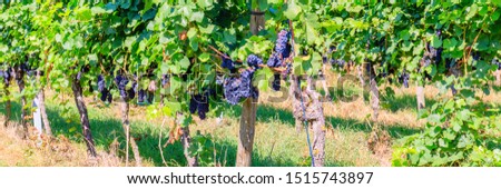 Grape plantation in autumn, banner. Blue grapes in vineyard, Germany. Pinot Noir or Late Burgundian blue grapes on the green grape leaves background