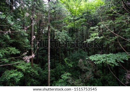 Beautiful scenery landscape of forest with maple tree during summer at Atsugi Kodomo No Mori Park, Japan.
