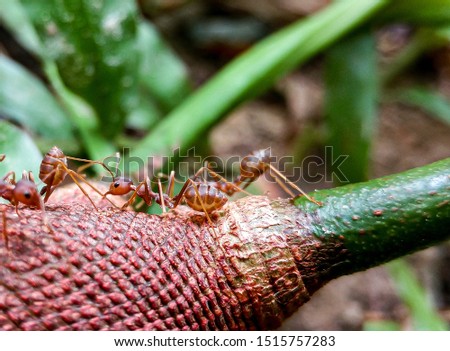 The red fire ant on the bitter bean (Parkia speciosa)