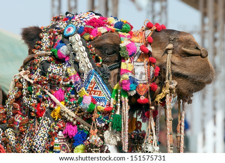 Decorated camel at the Pushkar fair. Rajasthan, India, Asia