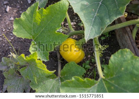 A tiny yellow pumpkin on a plant in autumn