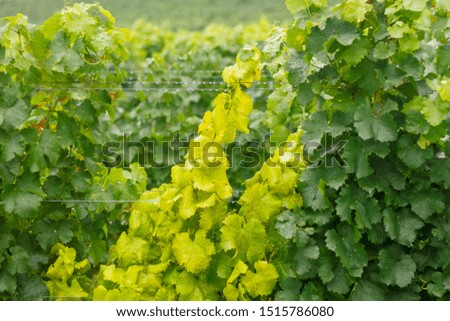Vineyard orchard, background formed by green-yellow leaves with water drops from rain.